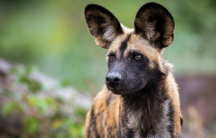how do wild dogs and wolves live?

